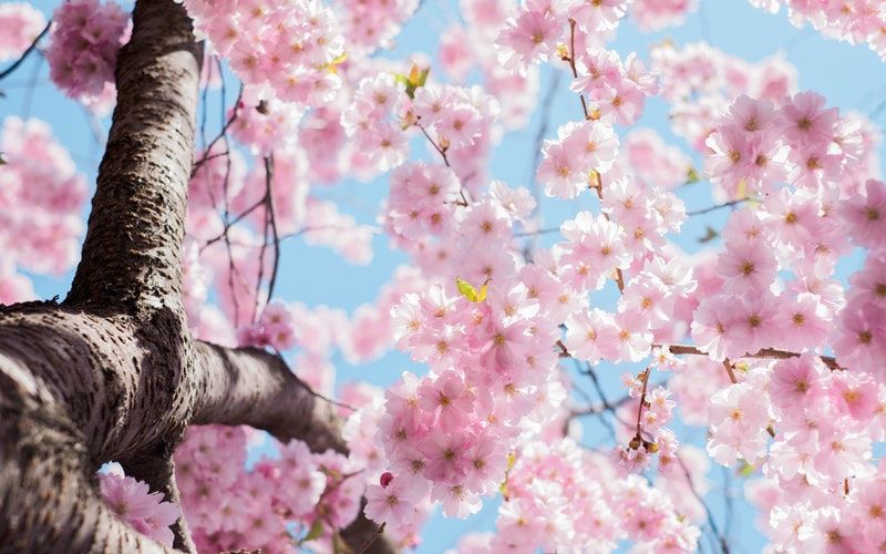 Photo of India Hosts its Very Own Cherry Blossom Festivals and Here's How You can Catch Them! by Neha Bhise Sadalge