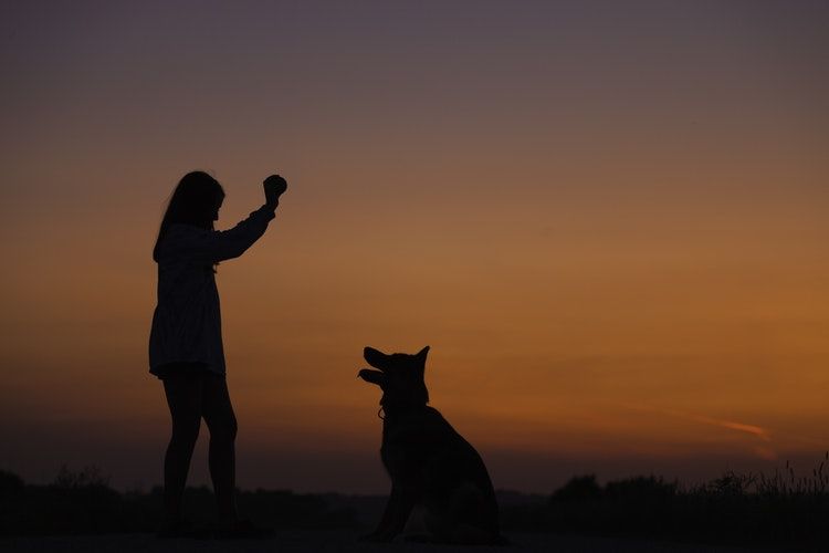 Photo of This pet resort in India is the ultimate destination for your furry friends! by Neha Bhise Sadalge