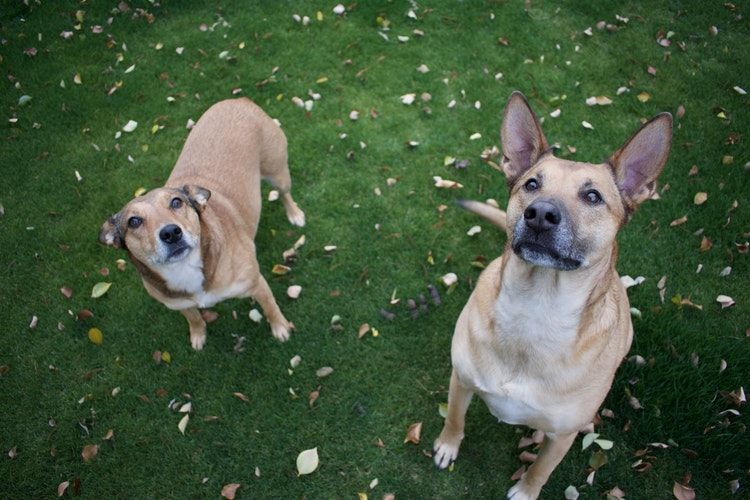 Photo of This pet resort in India is the ultimate destination for your furry friends! by Neha Bhise Sadalge