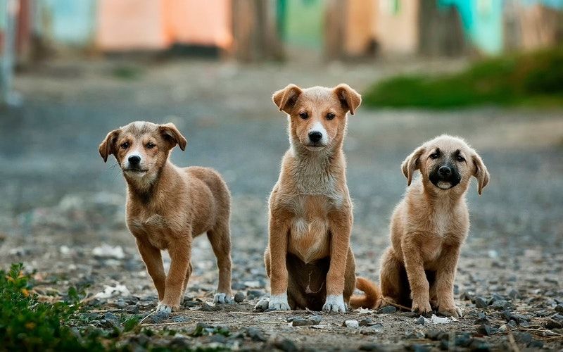 Photo of This pet resort in India is the ultimate destination for your furry friends! by Neha Bhise Sadalge