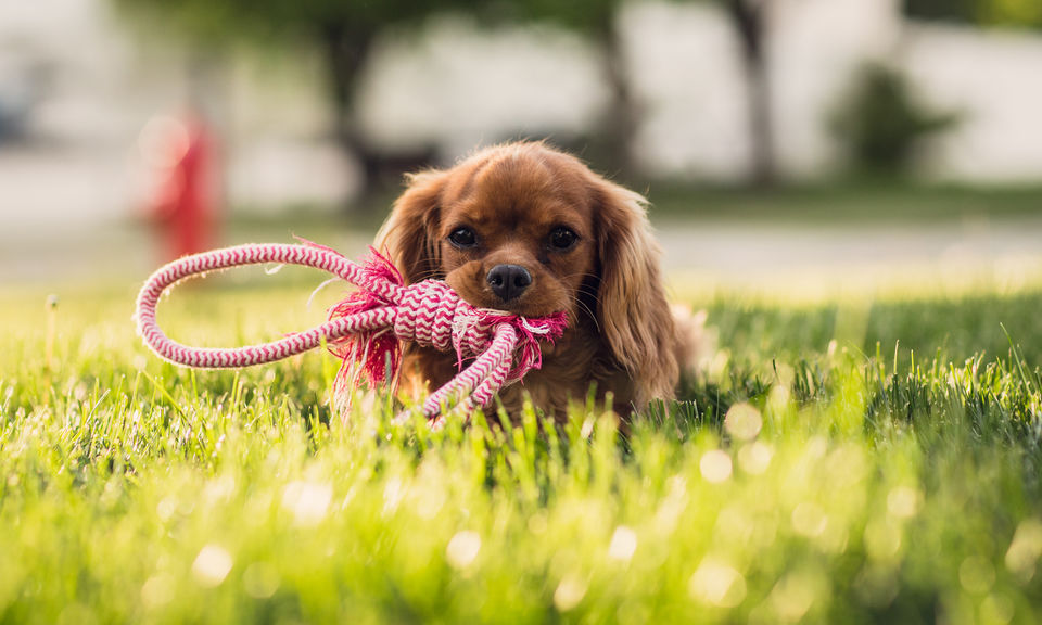 Photo of This pet resort in India is the ultimate destination for your furry friends! by Neha Bhise Sadalge