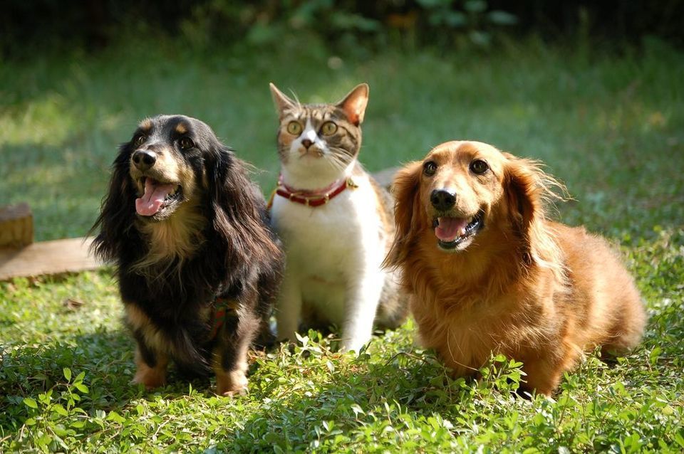 Photo of This pet resort in India is the ultimate destination for your furry friends! by Neha Bhise Sadalge