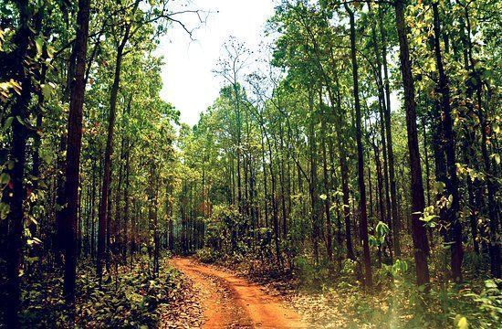 Photo of Looking For A Digital Detox In A Forest?-The Largest Trees In Asia Grow In This Unexplored Place by Neha Bhise Sadalge