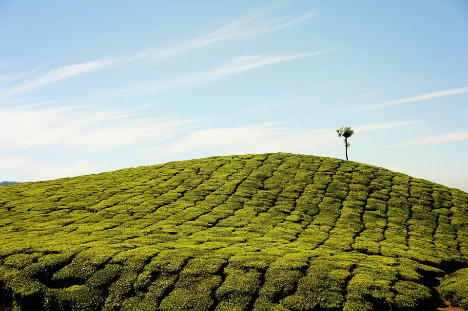 Photo of Munnar, Kerala, India by Neha Bhise Sadalge
