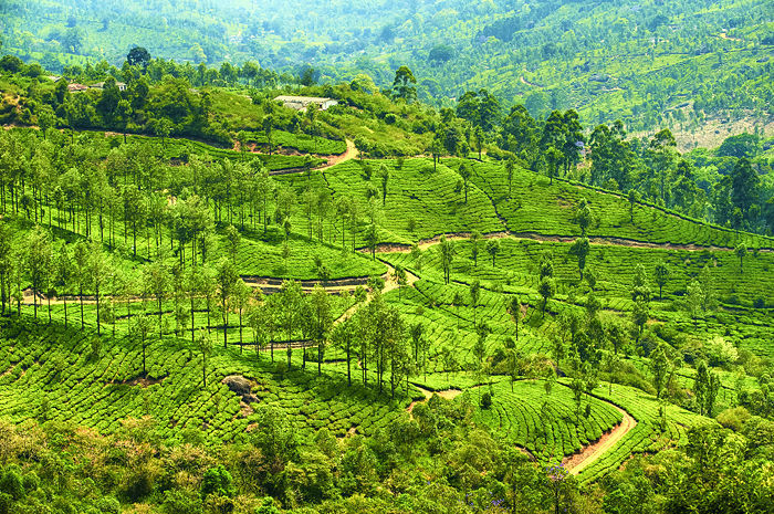 Photo of The Epic Summer Road Trip: Exploring Hill Stations in South India by Neha Bhise Sadalge