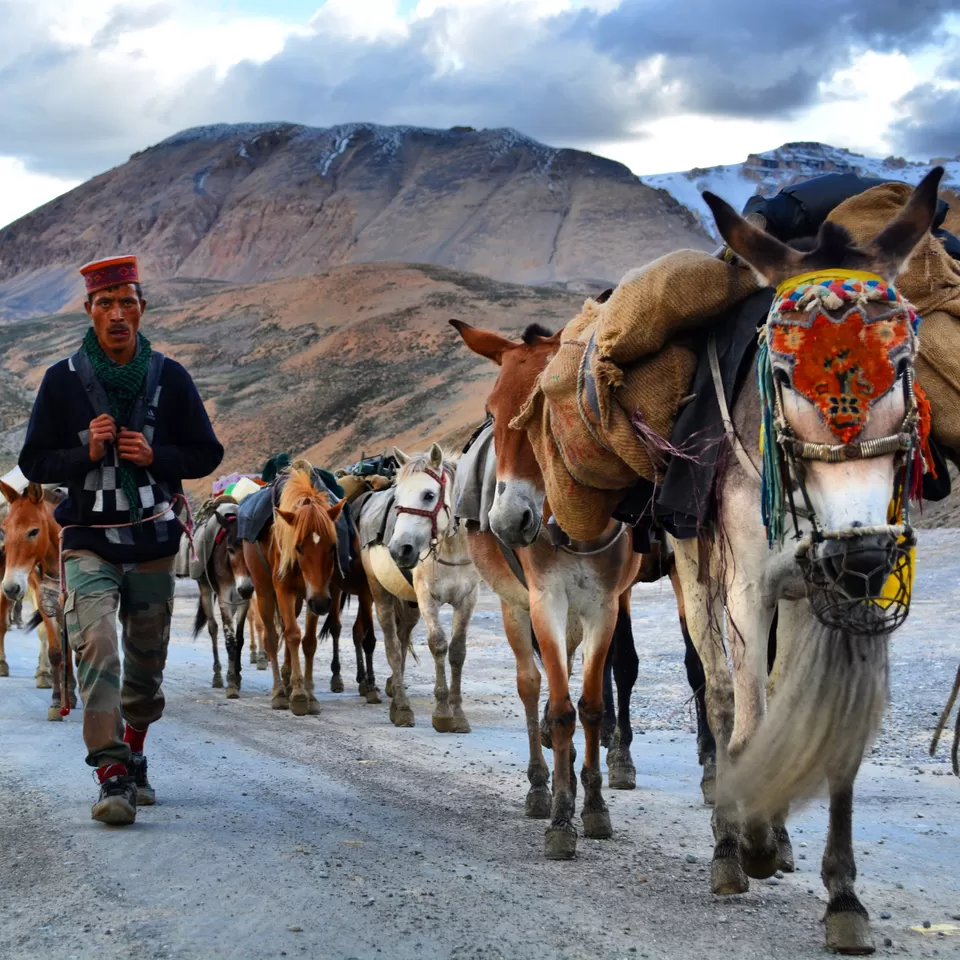 Photo of Pang, Leh Manali Highway by the_greyghost