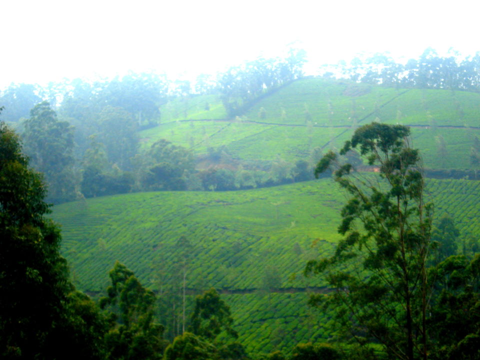 Photo of Southern Sojourn - Kerala, India by Tanya Chaudhary