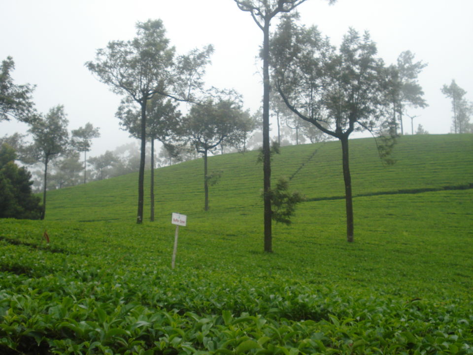 Photo of Southern Sojourn - Kerala, India by Tanya Chaudhary