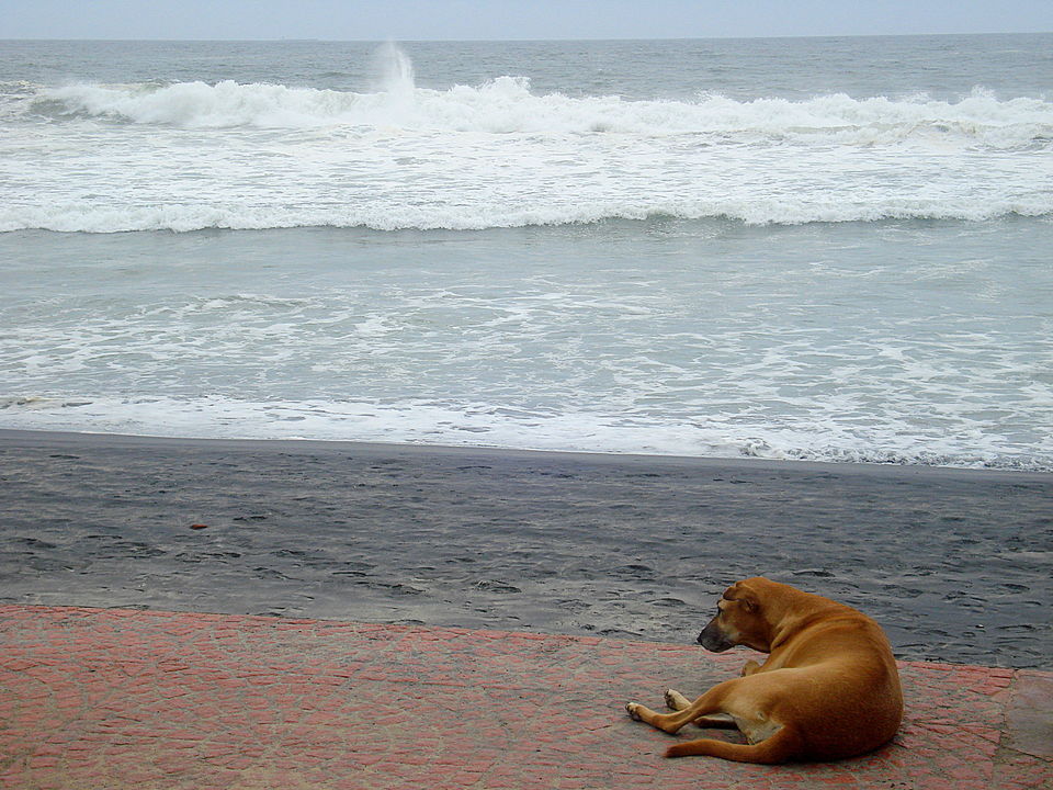 Photo of Southern Sojourn - Kerala, India by Tanya Chaudhary