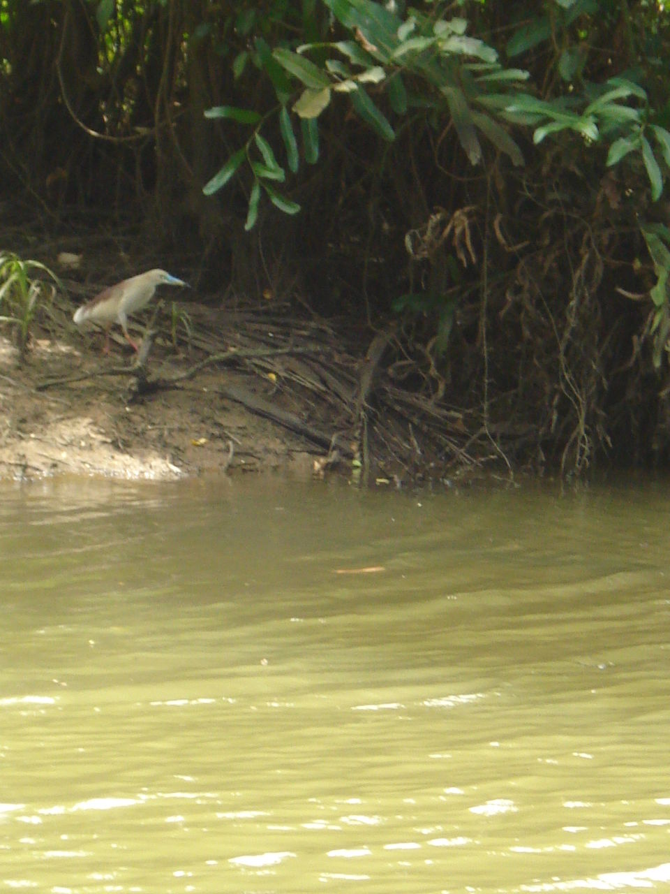 Photo of Southern Sojourn - Kerala, India by Tanya Chaudhary