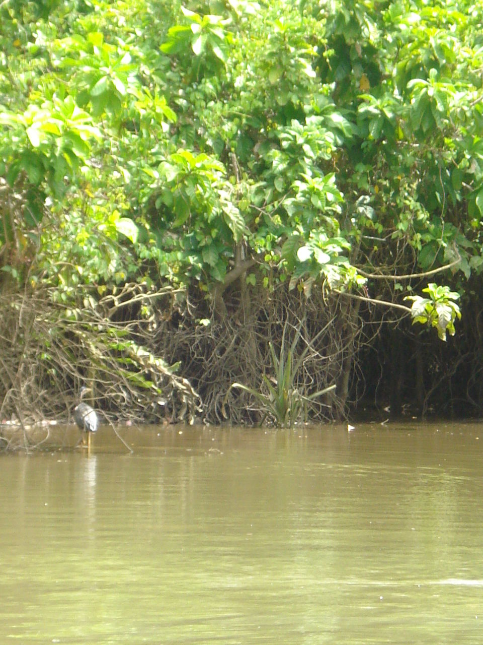 Photo of Southern Sojourn - Kerala, India by Tanya Chaudhary