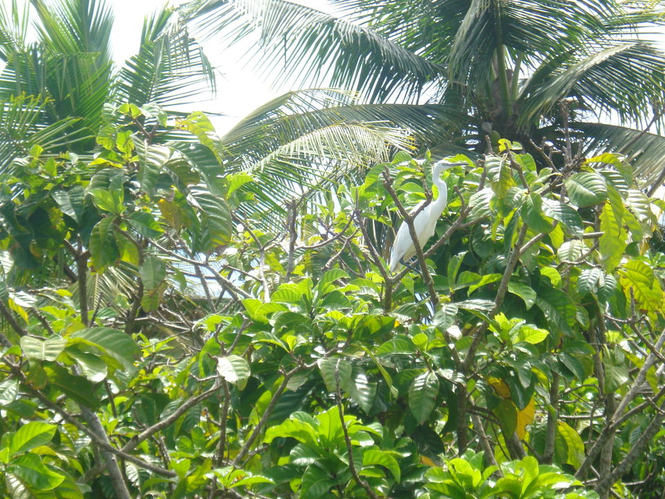 Photo of Southern Sojourn - Kerala, India by Tanya Chaudhary