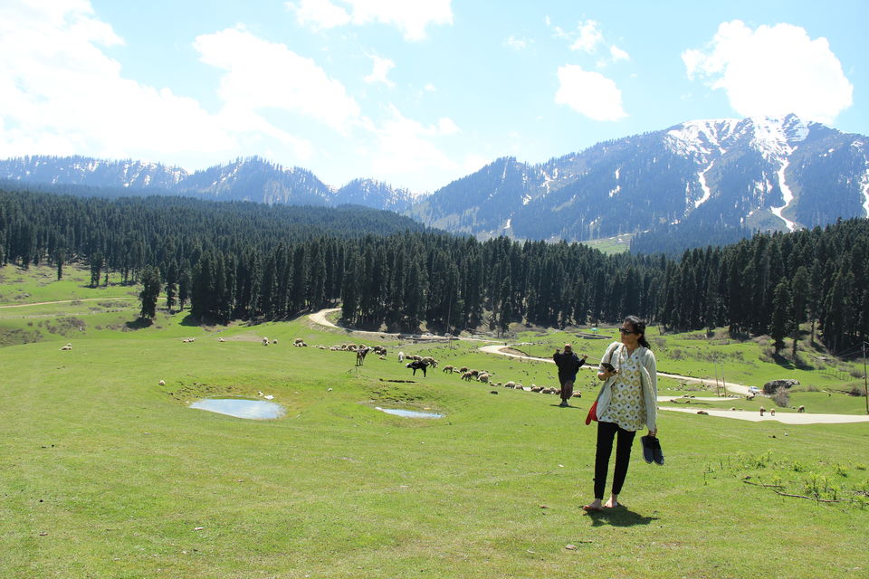 Photo of Doodhpathri, Forest Block by Amisha Shah