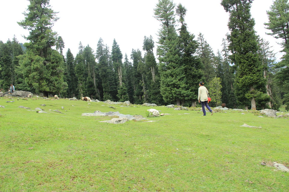 Photo of Betaab Valley, Hajan by Amisha Shah