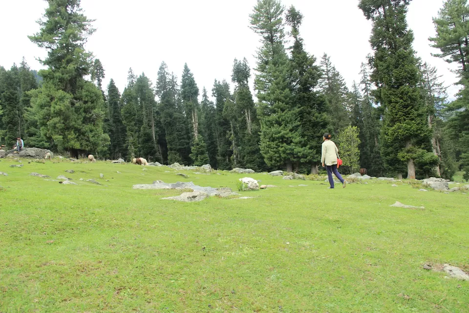 Photo of Betaab Valley, Hajan by Amisha Shah