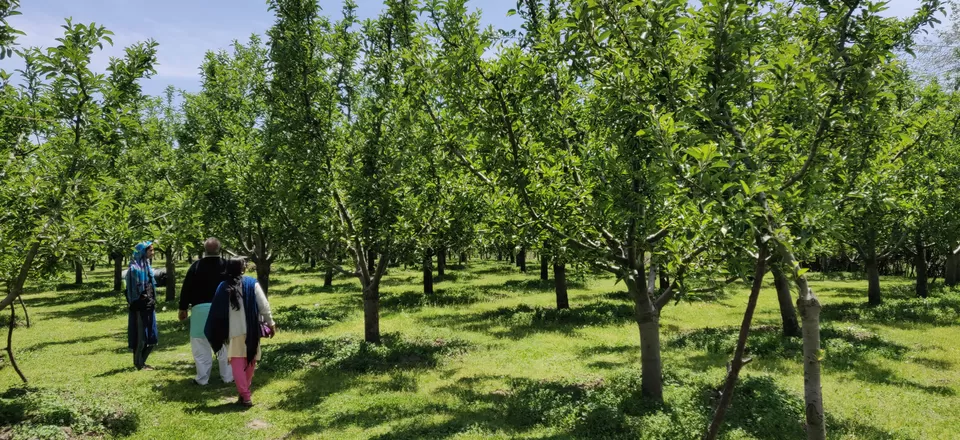 Photo of Kokernag by Amisha Shah