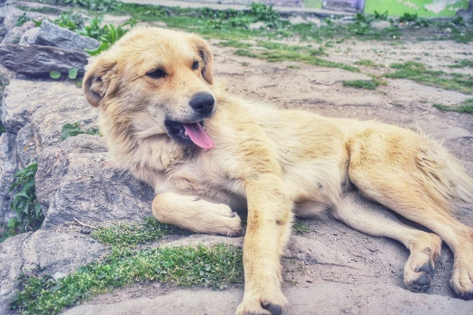 Photo of Happiness Ambassador of Himalayas #manali #tosh by Akanksha Chouhan