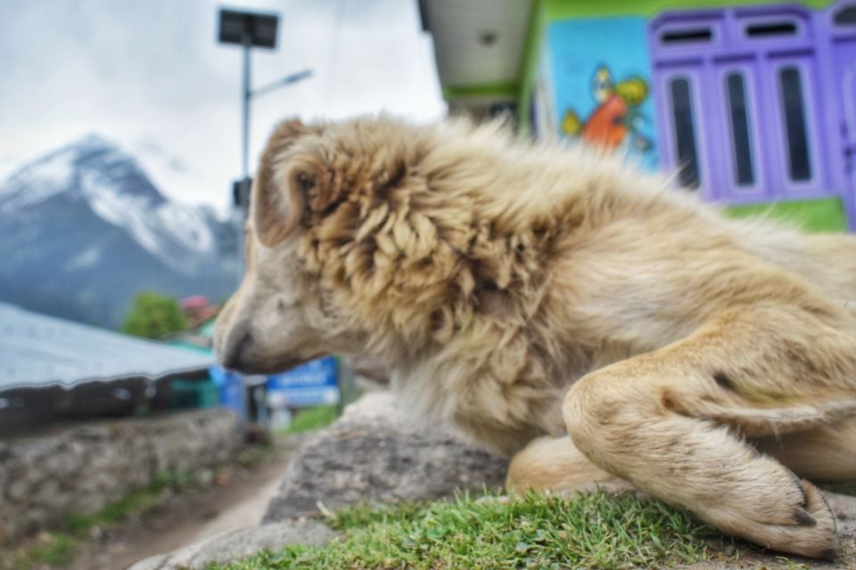 Photo of Happiness Ambassador of Himalayas #manali #tosh by Akanksha Chouhan