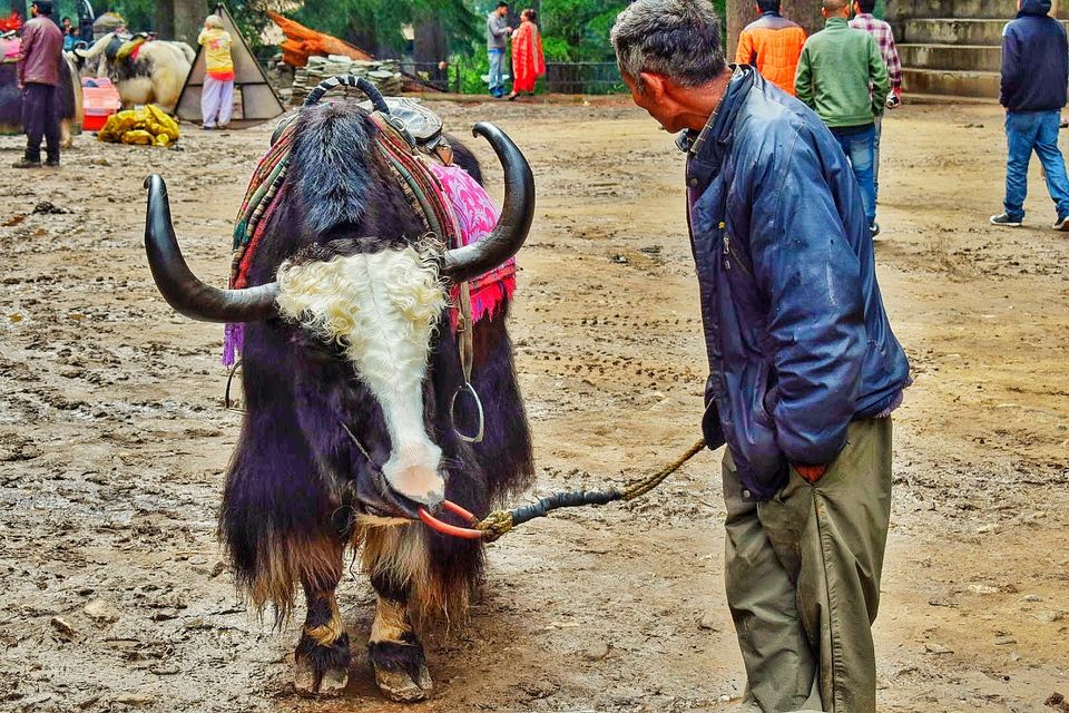 Photo of Happiness Ambassador of Himalayas #manali #tosh by Akanksha Chouhan
