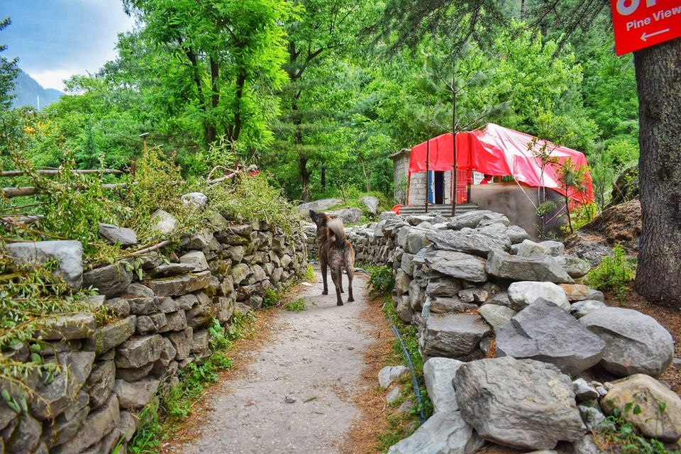 Photo of Happiness Ambassador of Himalayas #manali #tosh by Akanksha Chouhan