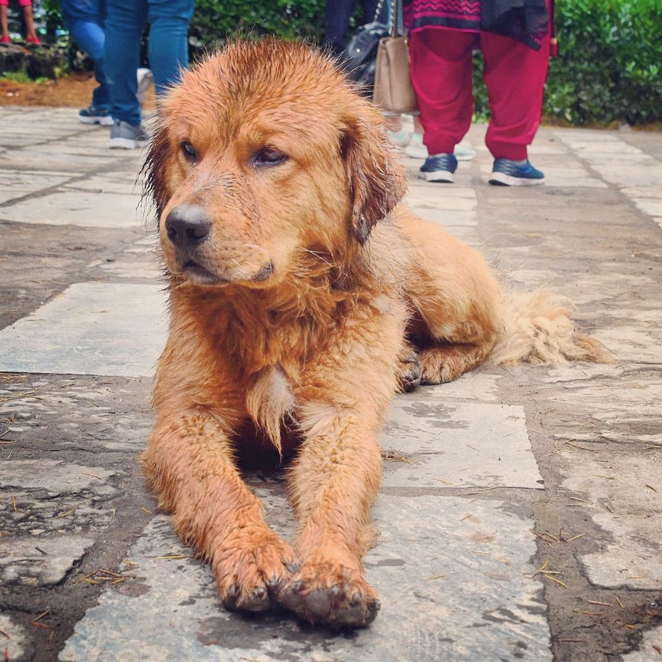 Photo of Happiness Ambassador of Himalayas #manali #tosh by Akanksha Chouhan
