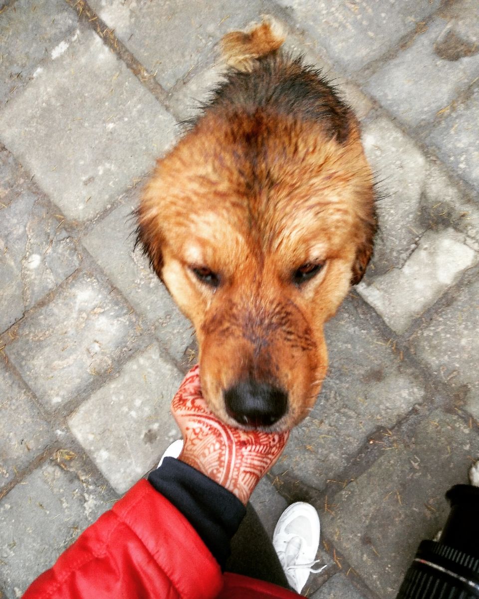 Photo of Happiness Ambassador of Himalayas #manali #tosh by Akanksha Chouhan