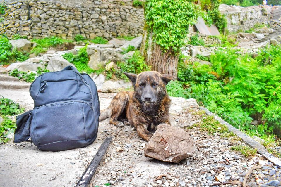 Photo of Happiness Ambassador of Himalayas #manali #tosh by Akanksha Chouhan