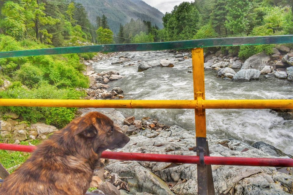 Photo of Happiness Ambassador of Himalayas #manali #tosh by Akanksha Chouhan