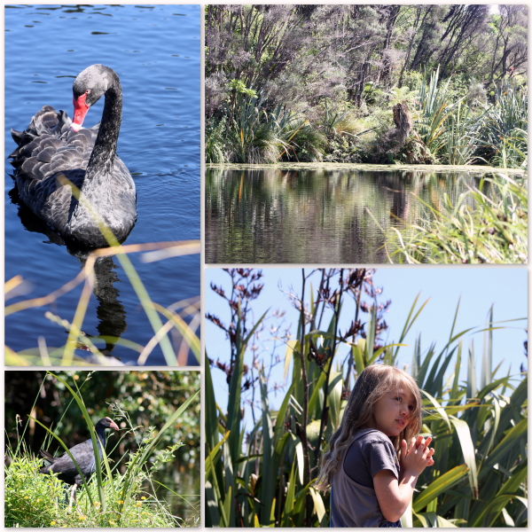 Photo of Nga Manu Nature Reserve, Waikanae, Wellington, New Zealand by Sarah
