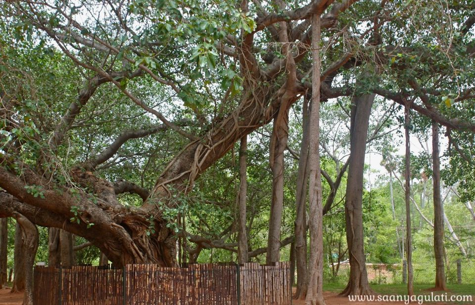 Pondi diaries: Auroville Edition part II - Tripoto