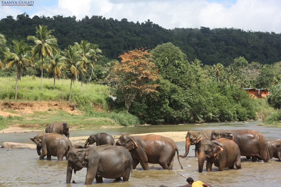 Photo of #SriLankaDiaries: The Colours of Kandy - Saanya Gulati 2/13 by Saanya Gulati