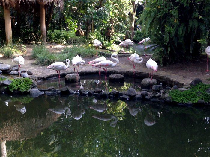 Photo of Bali Bird Park, Sanur, Indonesia by Namita Kulkarni