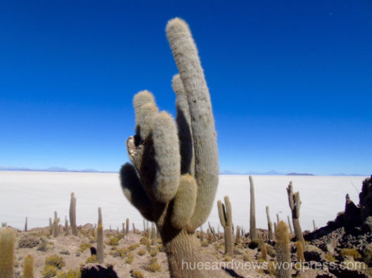 Photo of Girl meets Bolivia: Part 2 11/15 by Namita Kulkarni