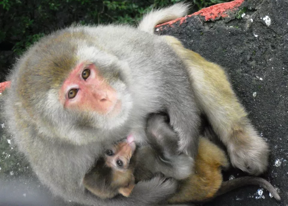 Photo of Khajjiar Himachal Pradesh by Sudhakar Vasudev
