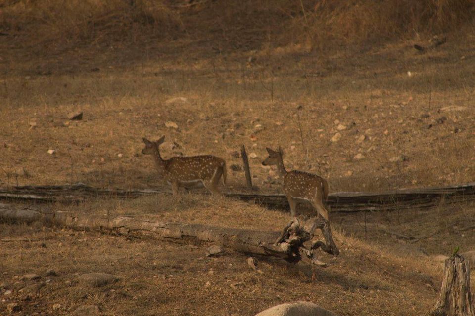 Photo of Pench Tiger Reserve - Into the wild 5/5 by Stacey Mendoz