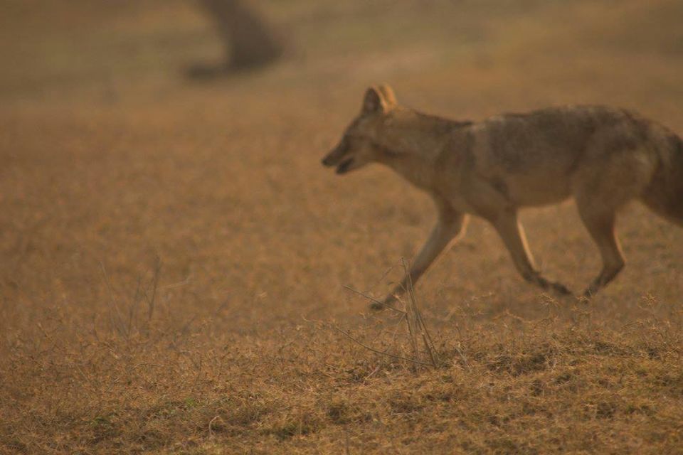 Photo of Pench Tiger Reserve - Into the wild 2/5 by Stacey Mendoz