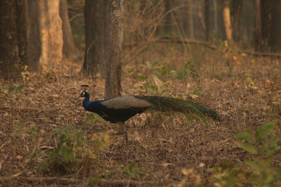 Photo of Pench Tiger Reserve - Into the wild 3/5 by Stacey Mendoz