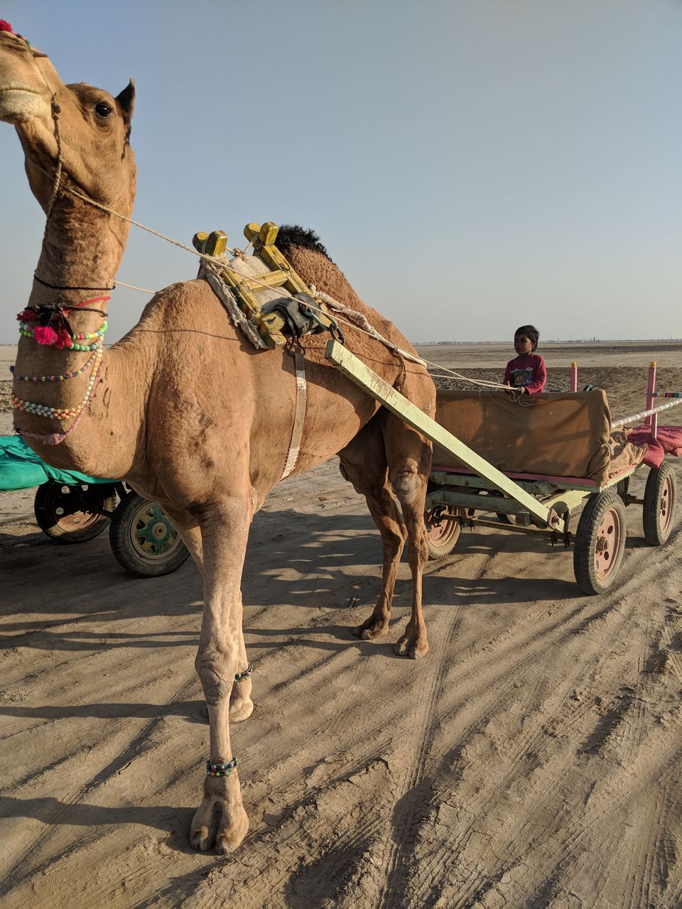 Photo of Rann utsav - Jan 2018 by Deepti Joshi Luthria
