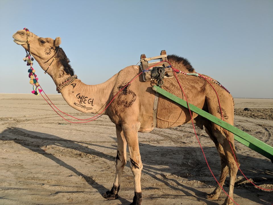 Photo of Rann utsav - Jan 2018 by Deepti Joshi Luthria