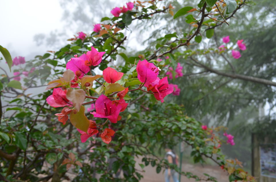 Photo of Enroute to Nandi Hills 1/47 by Nandini Das