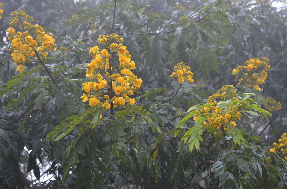 Photo of Enroute to Nandi Hills 3/47 by Nandini Das