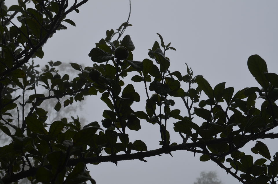 Photo of Enroute to Nandi Hills 17/47 by Nandini Das