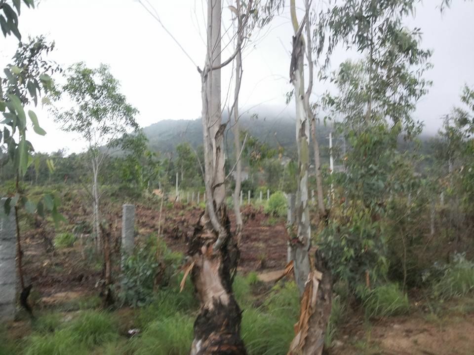 Photo of Enroute to Nandi Hills 30/47 by Nandini Das