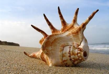 Photo of FAMOUS BEACHES TO SEE IN INDIA 4/5 by Backpack With Radhika(radnara .wordpress.Com)