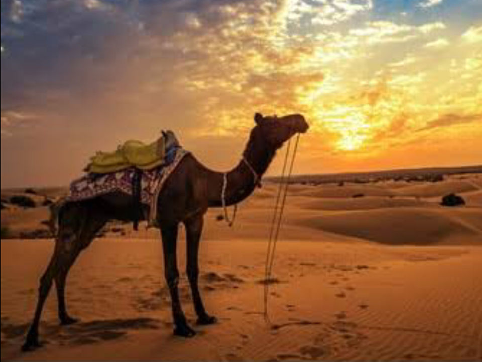 Photo of THINGS TO DO IN RAJASTHAN 3/5 by Radhika Narasimhan