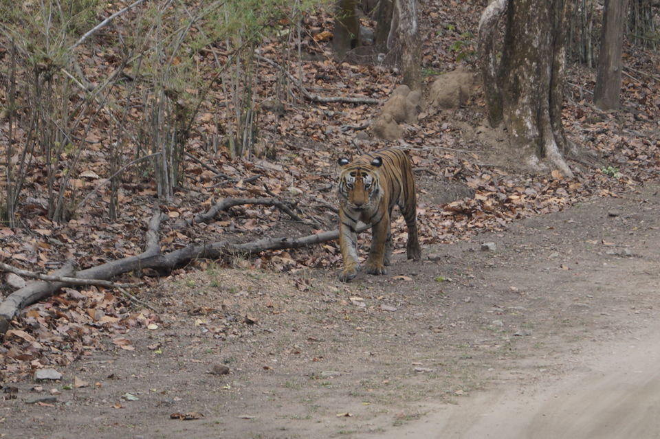 Photo of A Walk To Remember, With Munna Tiger At Kanha National Park! 3/5 by Radhika Narasimhan