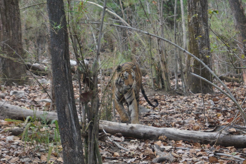 Photo of A Walk To Remember, With Munna Tiger At Kanha National Park! 2/5 by Radhika Narasimhan
