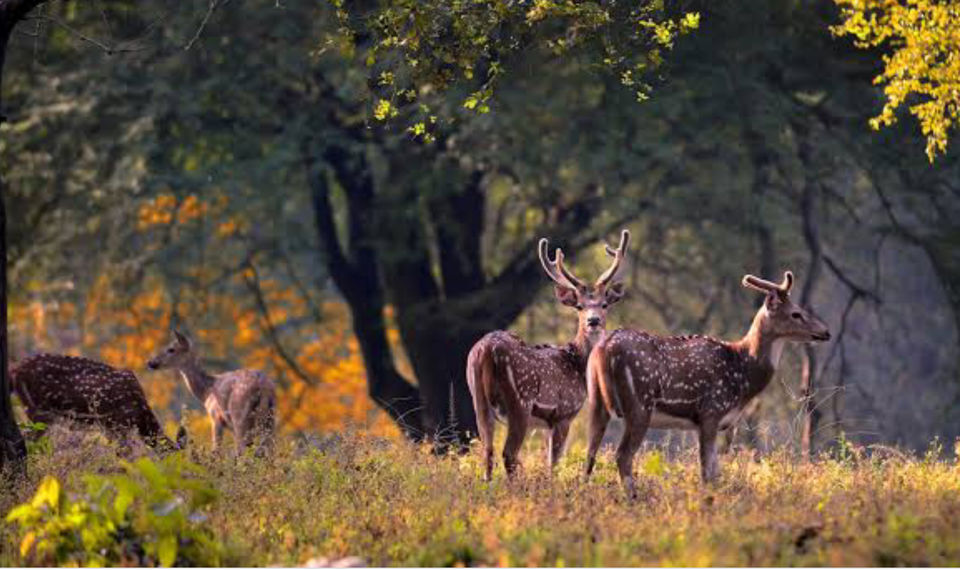 Photo of A Walk To Remember, With Munna Tiger At Kanha National Park! 4/5 by Radhika Narasimhan