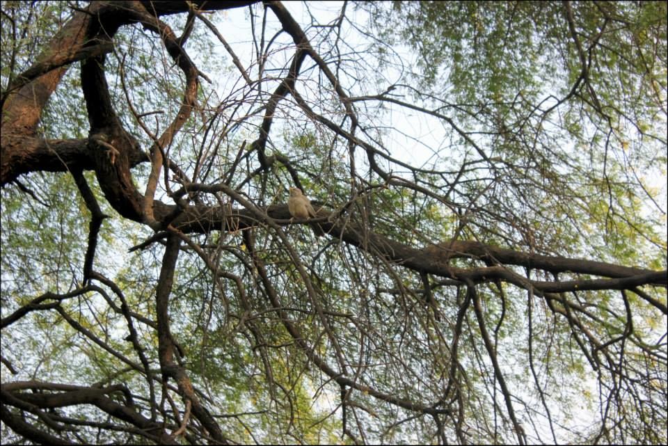 Photo of Bharatpur Bird Sanctuary, Bharatpur, Rajasthan, India by Rahul Arora