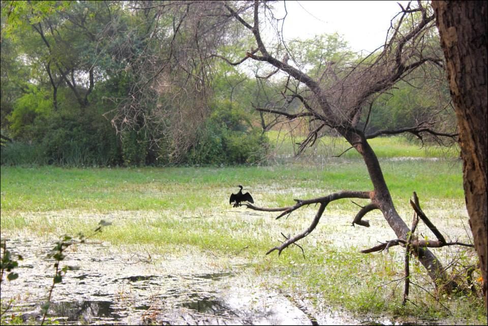 Photo of Bharatpur Bird Sanctuary, Bharatpur, Rajasthan, India by Rahul Arora
